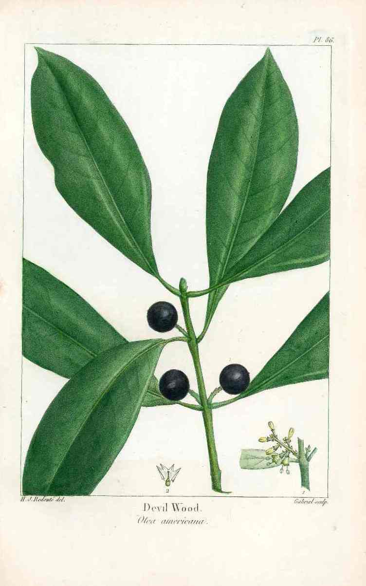 Michaux Sylva, Bessa & Redoute Tree Prints Devil Wood