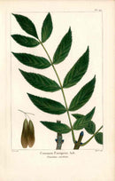 Michaux Sylva, Bessa & Redoute Tree Prints European Ash - Panteek Antique Prints