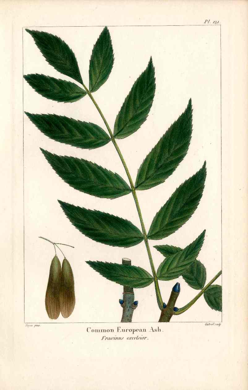 Michaux Sylva, Bessa & Redoute Tree Prints European Ash