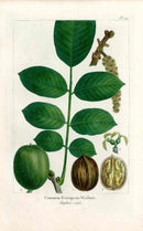 Michaux Sylva, Bessa & Redoute Tree Prints European Walnut - Panteek Antique Prints