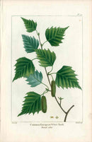 Michaux Sylva, Bessa & Redoute Tree Prints European White Birch - Panteek Antique Prints