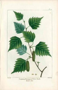 Michaux Sylva, Bessa & Redoute Tree Prints European White Birch - Panteek Antique Prints