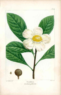 Michaux Sylva, Bessa & Redoute Tree Prints Franklinia Redoute - Panteek Antique Prints