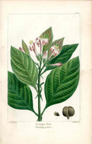 Michaux Sylva, Bessa & Redoute Tree Prints Georgia Bark Redoute - Panteek Antique Prints