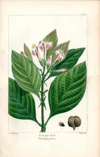 Michaux Sylva, Bessa & Redoute Tree Prints Georgia Bark Redoute - Panteek Antique Prints