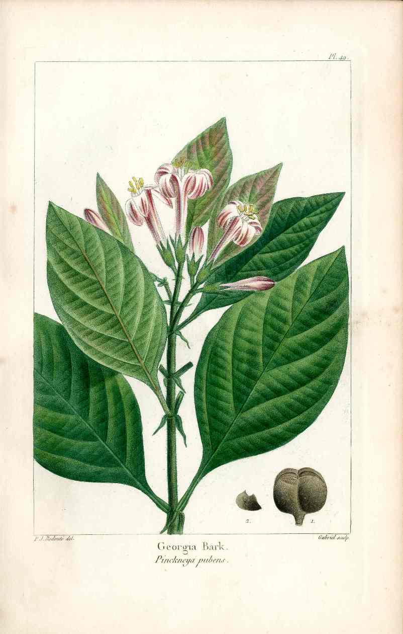 Michaux Sylva, Bessa & Redoute Tree Prints Georgia Bark Redoute