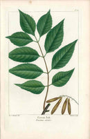 Michaux Sylva, Bessa & Redoute Tree Prints Green Ash - Panteek Antique Prints