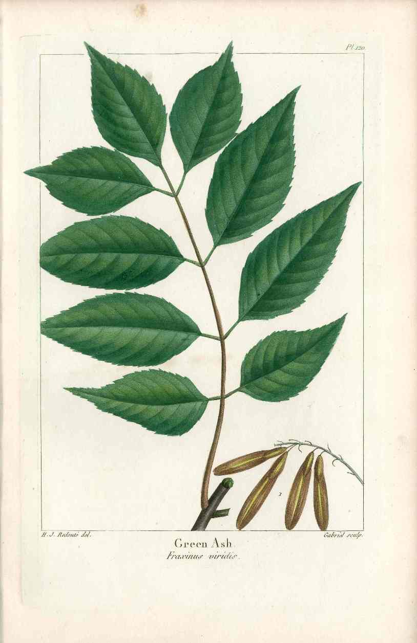 Michaux Sylva, Bessa & Redoute Tree Prints Green Ash