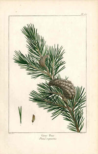 Michaux Sylva, Bessa & Redoute Tree Prints Grey Pine Bessa - Panteek Antique Prints