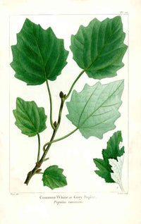 Michaux Sylva, Bessa & Redoute Tree Prints Grey Poplar - Panteek Antique Prints