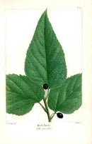 Michaux Sylva, Bessa & Redoute Tree Prints Hack Berry Redoute - Panteek Antique Prints