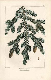 Michaux Sylva, Bessa & Redoute Tree Prints Hemlock Spruce Bessa - Panteek Antique Prints