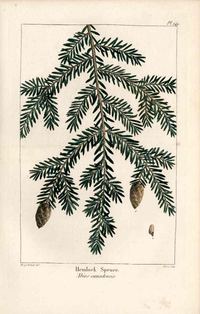 Michaux Sylva, Bessa & Redoute Tree Prints Hemlock Spruce Bessa