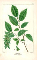 Michaux Sylva, Bessa & Redoute Tree Prints Hornbeam - Panteek Antique Prints