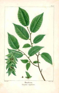 Michaux Sylva, Bessa & Redoute Tree Prints Hornbeam - Panteek Antique Prints