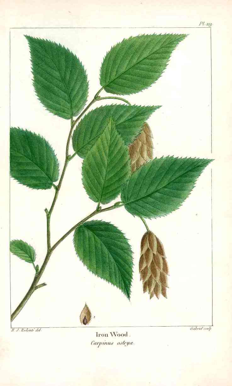 Michaux Sylva, Bessa & Redoute Tree Prints Iron Wood