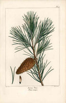 Michaux Sylva, Bessa & Redoute Tree Prints Jersey Pine Bessa - Panteek Antique Prints