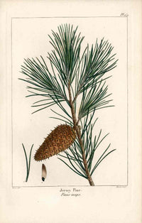Michaux Sylva, Bessa & Redoute Tree Prints Jersey Pine Bessa - Panteek Antique Prints