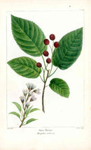 Michaux Sylva, Bessa & Redoute Tree Prints June Berry - Panteek Antique Prints