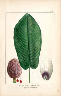 Michaux Sylva, Bessa & Redoute Tree Prints Large Umbrella Magnolia - Panteek Antique Prints