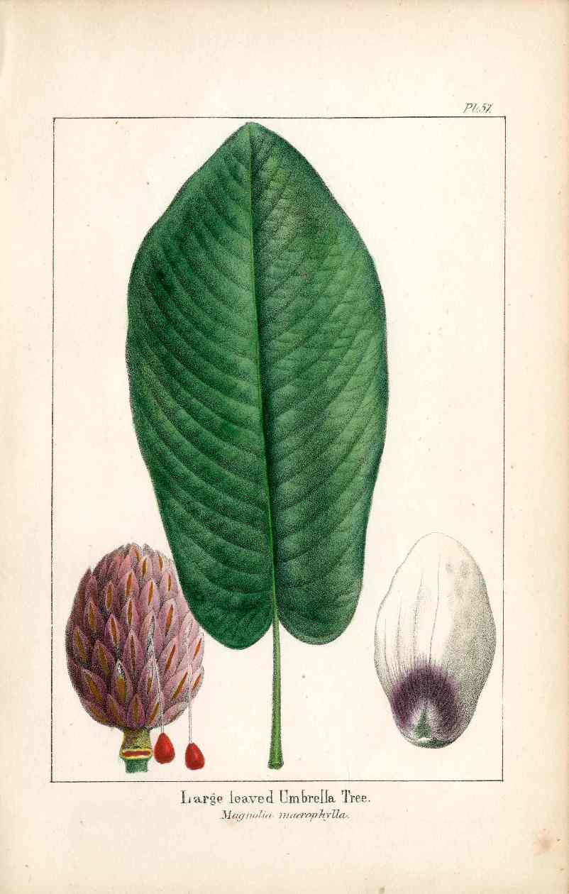 Michaux Sylva, Bessa & Redoute Tree Prints Large Umbrella Magnolia