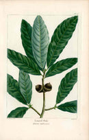 Michaux Sylva, Bessa & Redoute Tree Prints Laurel Oak Redoute - Panteek Antique Prints