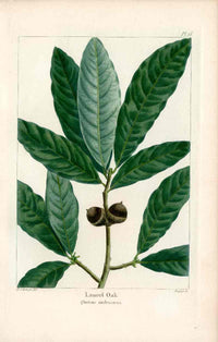 Michaux Sylva, Bessa & Redoute Tree Prints Laurel Oak Redoute - Panteek Antique Prints
