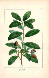 Michaux Sylva, Bessa & Redoute Tree Prints Live Oak - Panteek Antique Prints