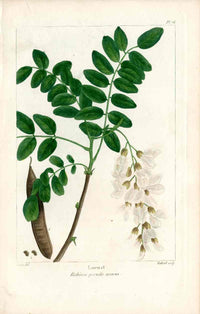 Michaux Sylva, Bessa & Redoute Tree Prints Locust - Panteek Antique Prints