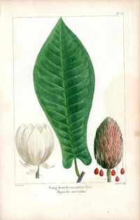 Michaux Sylva, Bessa & Redoute Tree Prints Long leaved Magnolia Bessa - Panteek Antique Prints