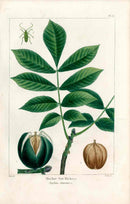 Michaux Sylva, Bessa & Redoute Tree Prints Mocker Nut Hickory - Panteek Antique Prints