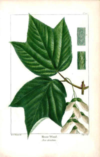 Michaux Sylva, Bessa & Redoute Tree Prints Moose Wood by Redoute - Panteek Antique Prints