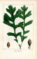 Michaux Sylva, Bessa & Redoute Tree Prints Mosey Cup Oak Redoute - Panteek Antique Prints