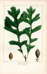 Michaux Sylva, Bessa & Redoute Tree Prints Mosey Cup Oak Redoute - Panteek Antique Prints