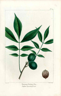 Michaux Sylva, Bessa & Redoute Tree Prints Nutmeg Hickory Nut - Panteek Antique Prints