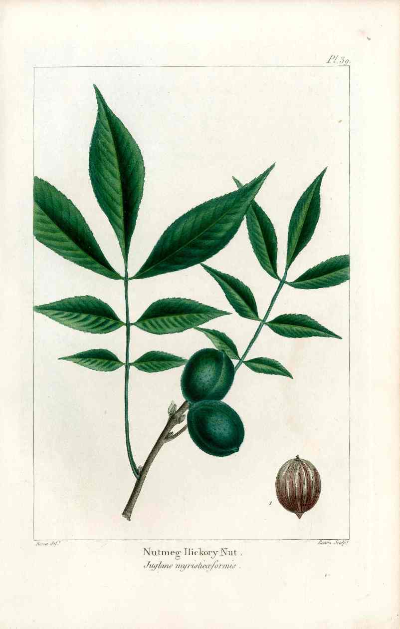 Michaux Sylva, Bessa & Redoute Tree Prints Nutmeg Hickory Nut