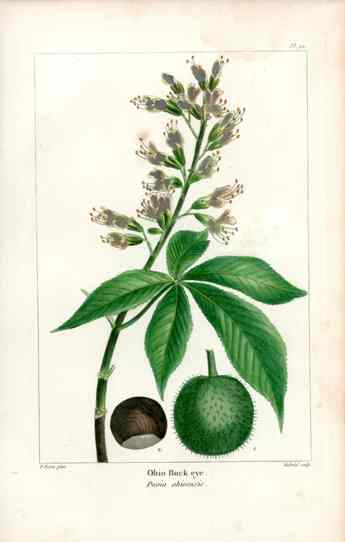 Michaux Sylva, Bessa & Redoute Tree Prints Ohio Buck Eye