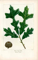 Michaux Sylva, Bessa & Redoute Tree Prints Over Cup Oak Redoute - Panteek Antique Prints