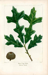 Michaux Sylva, Bessa & Redoute Tree Prints Over Cup Oak Redoute - Panteek Antique Prints