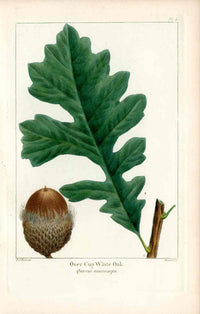 Michaux Sylva, Bessa & Redoute Tree Prints Over Cup White Oak Redoute - Panteek Antique Prints