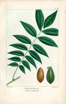 Michaux Sylva, Bessa & Redoute Tree Prints Pacanenut Hickory - Panteek Antique Prints