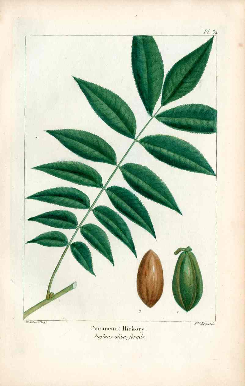 Michaux Sylva, Bessa & Redoute Tree Prints Pacanenut Hickory