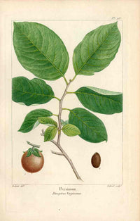 Michaux Sylva, Bessa & Redoute Tree Prints Persimmon Redoute - Panteek Antique Prints