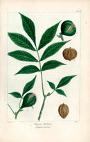 Michaux Sylva, Bessa & Redoute Tree Prints Pignut Hickory - Panteek Antique Prints