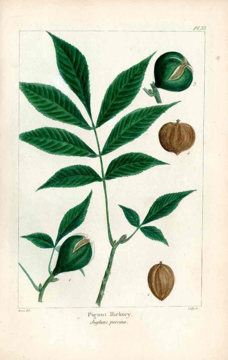 Michaux Sylva, Bessa & Redoute Tree Prints Pignut Hickory