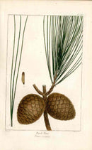 Michaux Sylva, Bessa & Redoute Tree Prints Pond Pine Bessa - Panteek Antique Prints