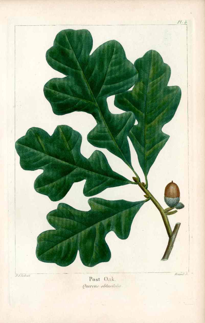 Michaux Sylva, Bessa & Redoute Tree Prints Post Oak Redoute