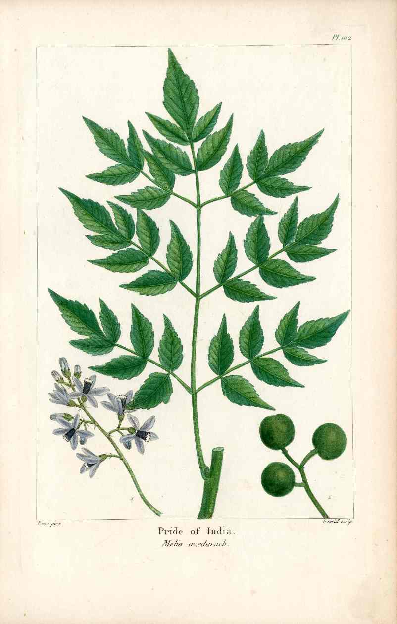 Michaux Sylva, Bessa & Redoute Tree Prints Pride of India