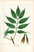 Michaux Sylva, Bessa & Redoute Tree Prints Red Ash - Panteek Antique Prints