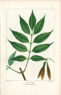 Michaux Sylva, Bessa & Redoute Tree Prints Red Ash - Panteek Antique Prints